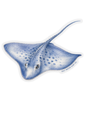Salt Water Surf Co Vinyl Sticker Stingray