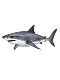 Salt Water Surf Co Vinyl Sticker Shark