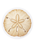 Salt Water Surf Co Vinyl Sticker Sand Dollar