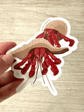 SAILFISH OCEAN LIFE SURF STICKERS